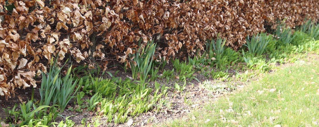 Grupper af narcisser Narcissus 'Carlton', ramsløg og jordbær vokser i skøn foreningen for foden af bøgehækken og sikrer syns- og smagsoplevelser fra det tidlige forår. 