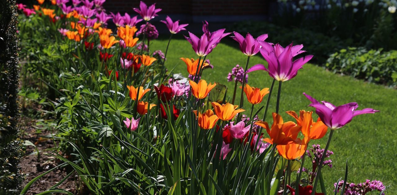 Jeg har kreeret mit kenzofarvede mix af liljeformede tulipaner med lige dele af den dejlige orange 'Ballerina', den pink 'China Pink', den violette 'Yume No Murasaki' og den mørkerøde 'Lasting Love'.