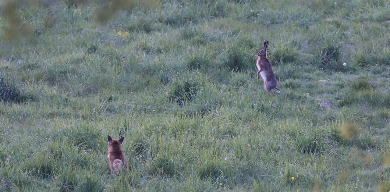 Fru hare står på bagbenene for at følge Mikkel og klar til en spurt, hvis han skule komme for tæt på.